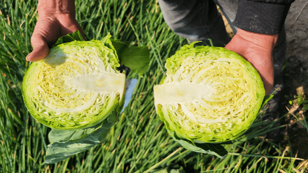 转载《新华每日电讯》:这所高校食堂“包菜炒一切”,学生还点赞,咋回事?