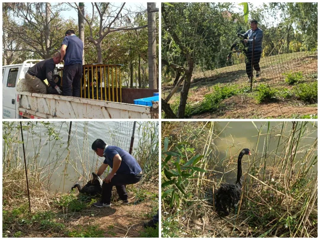 萌态十足!翔安校区芙蓉湖迎来黑天鹅 “新居民”