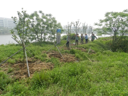 简讯:220株福建山樱花入植翔安校区