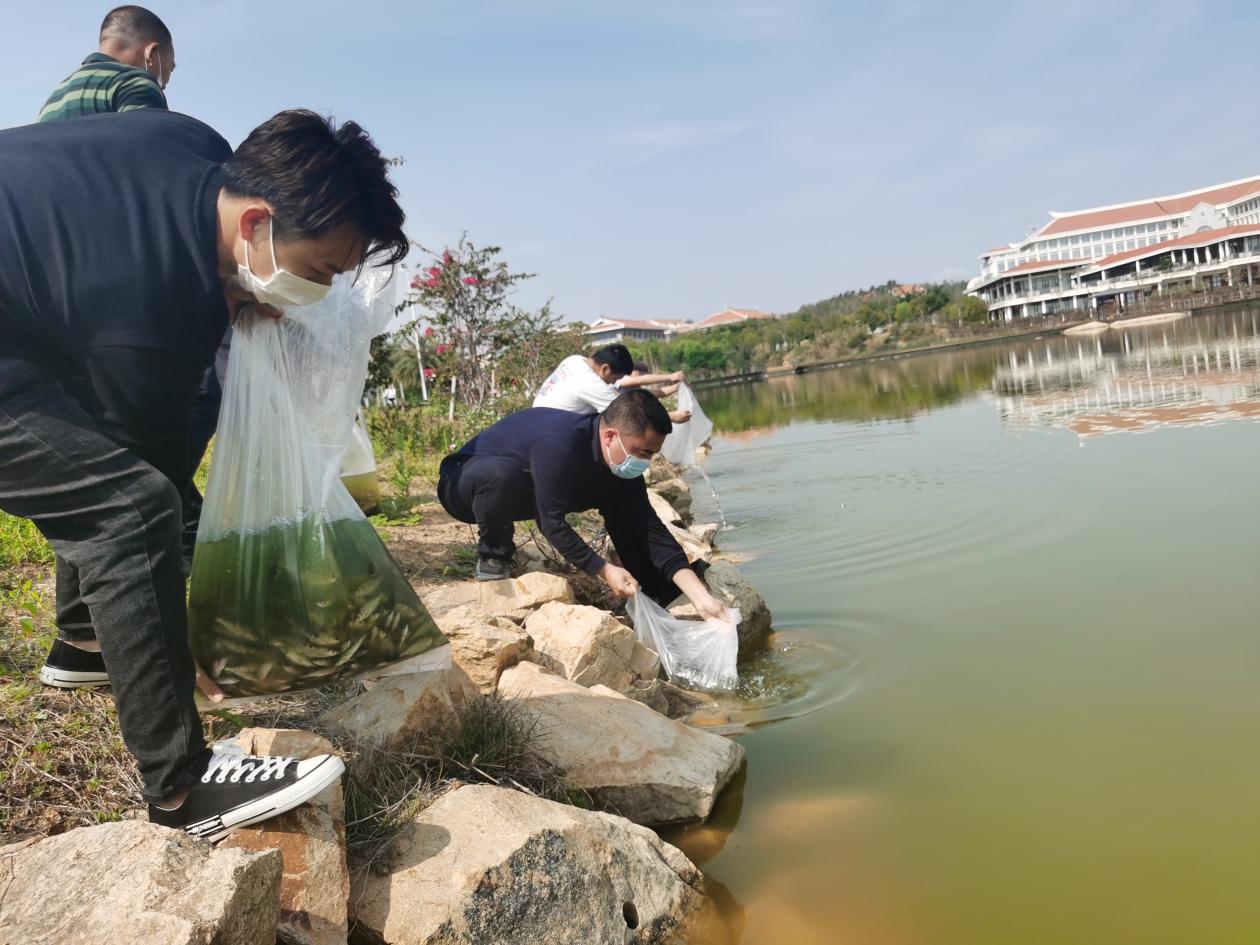 投放鱼苗,净化水质