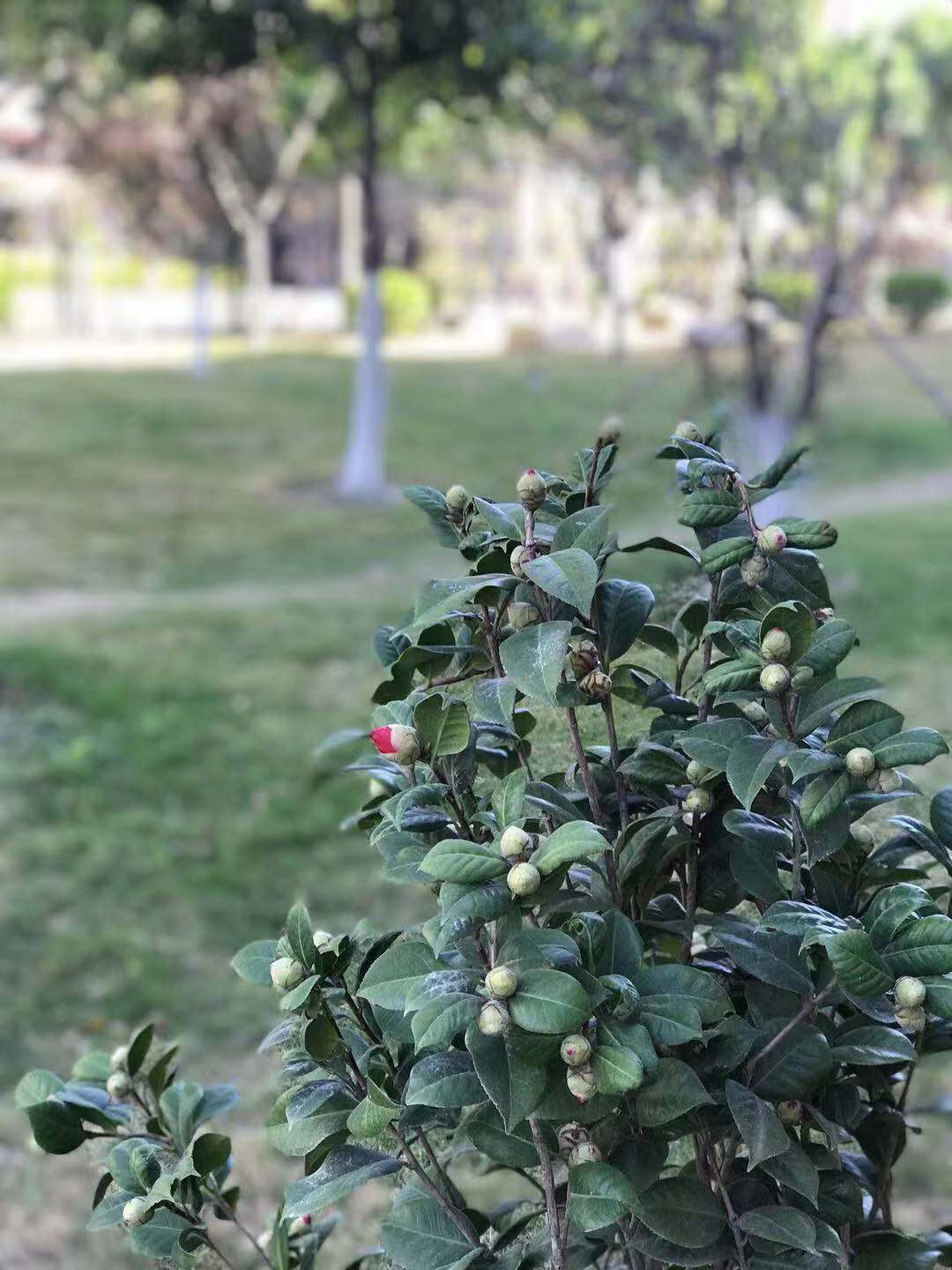 这个冬天,一起来翔安校区赏茶花