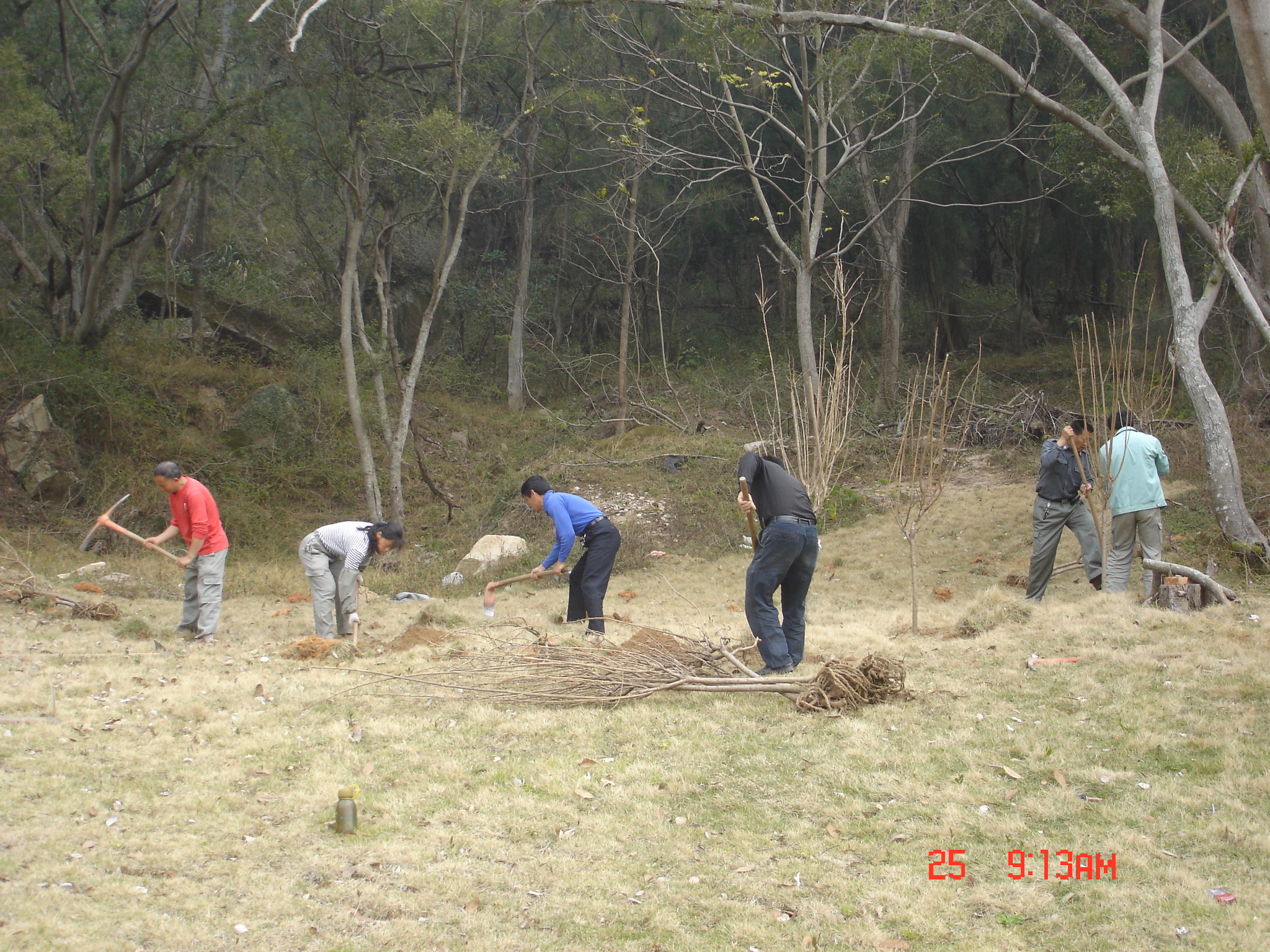 精心种植校友赠送母校的90棵樱花树