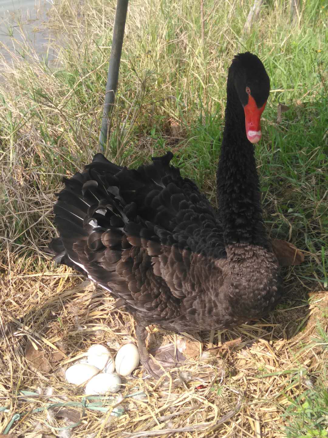 黑天鹅家族喜迎新成员