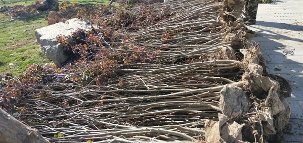 园丁叔叔 | 我在厦大的一天