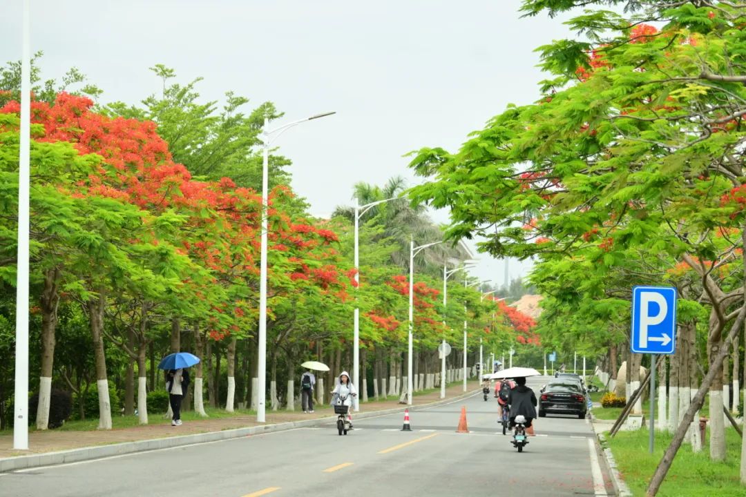 凤凰花信两重景,无声守护岁月长