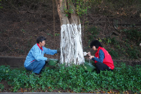 银装“树”裹,助力防虫抗寒