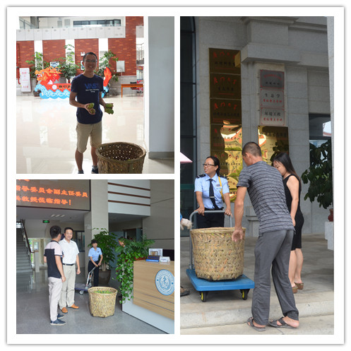 翔安校区师生共享校园芒果丰收的喜悦