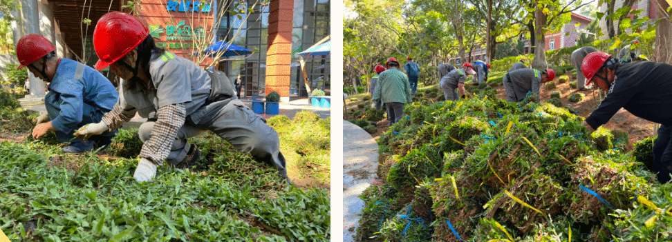 秋季补植添新绿,一草一木皆是情