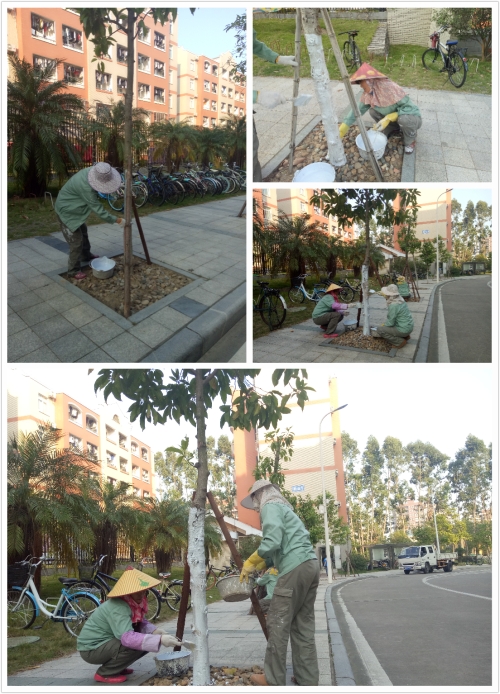 树木穿上“白衣裳”,抗虫保暖好措施