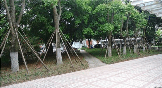 【喜迎校庆进行时】姹紫嫣红 献礼校庆