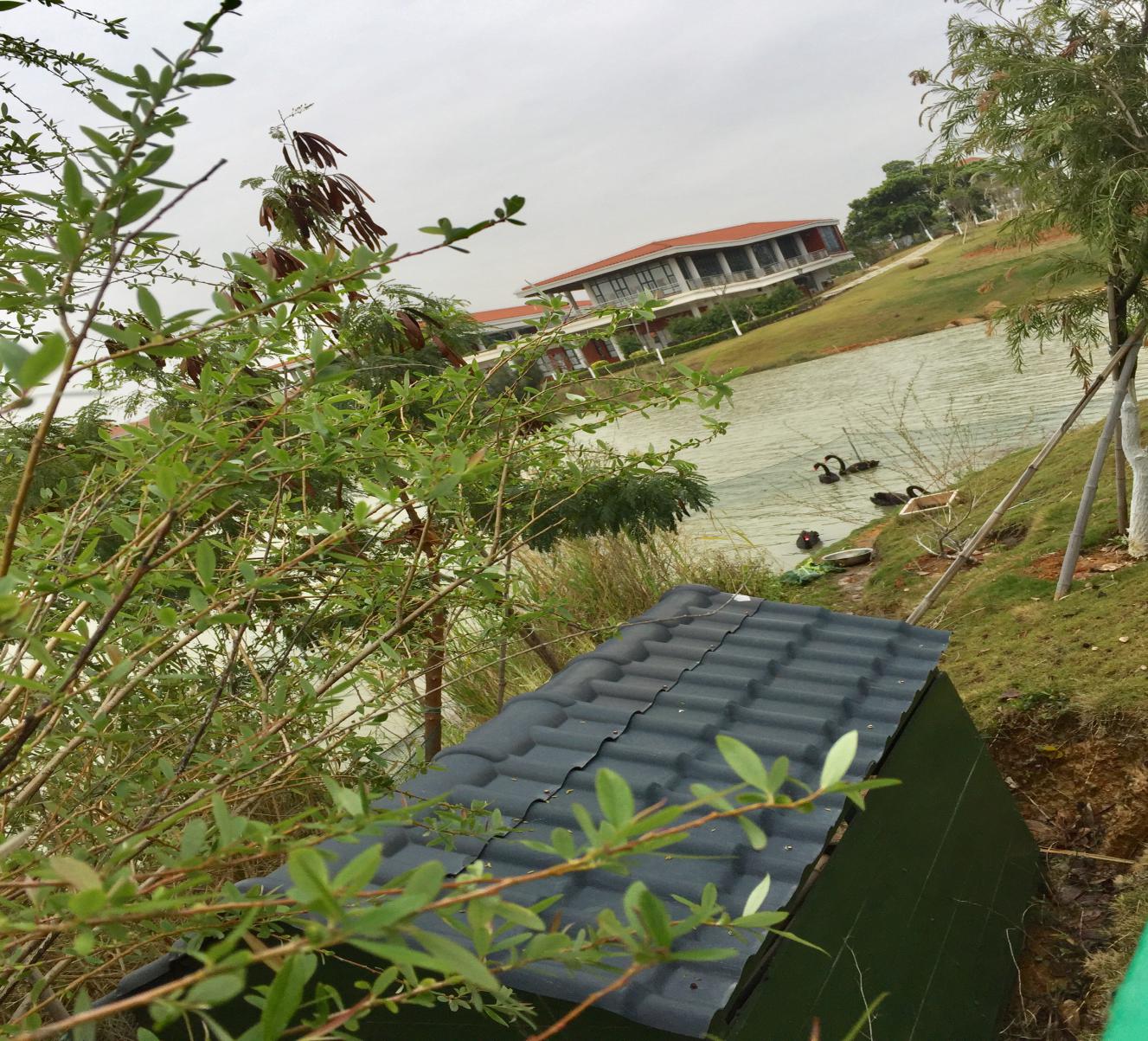 四只“黑天鹅”入驻翔安校区