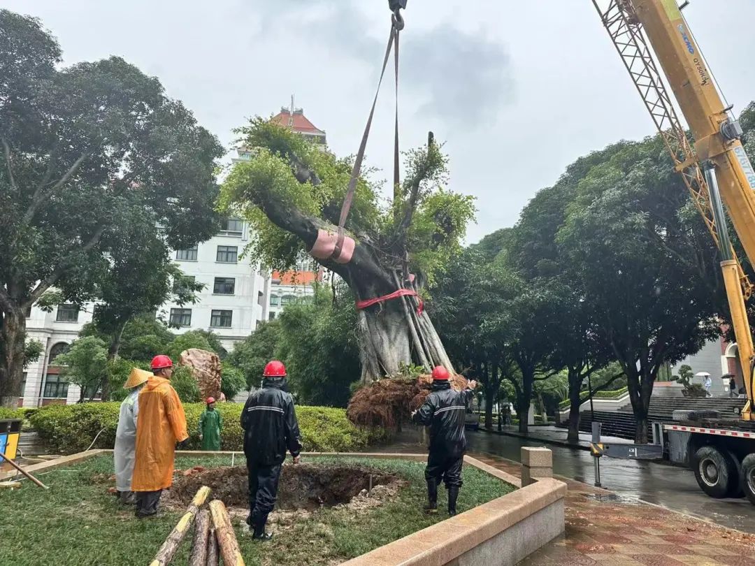 清理危树排险情,通宵达旦护安全